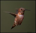 _8SB8688 rufous hummingbird